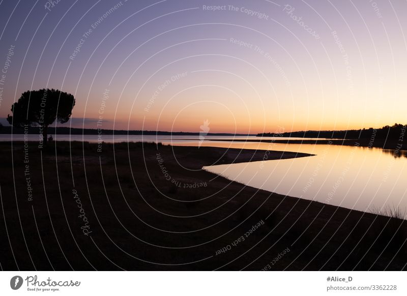 Pine tree silhouette on the lake at sunset Vacation & Travel Beach Environment Nature Landscape Sand Cloudless sky Sunrise Sunset Tree Stone pine Park