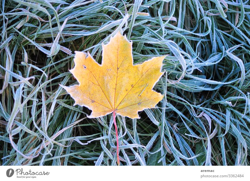 leaf on ice Nature Plant Winter Ice Frost Grass Leaf Cold Yellow Green Colour photo Subdued colour Exterior shot Deserted Day Deep depth of field