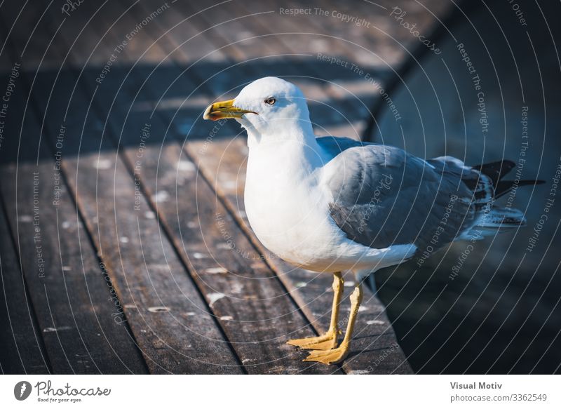 Yellow-legged gull on a harbor Nature Animal Coast Harbour Bird Natural White Colour Yellow-legged Gull Seagull plumage Sea bird Larus michahellis animal themes