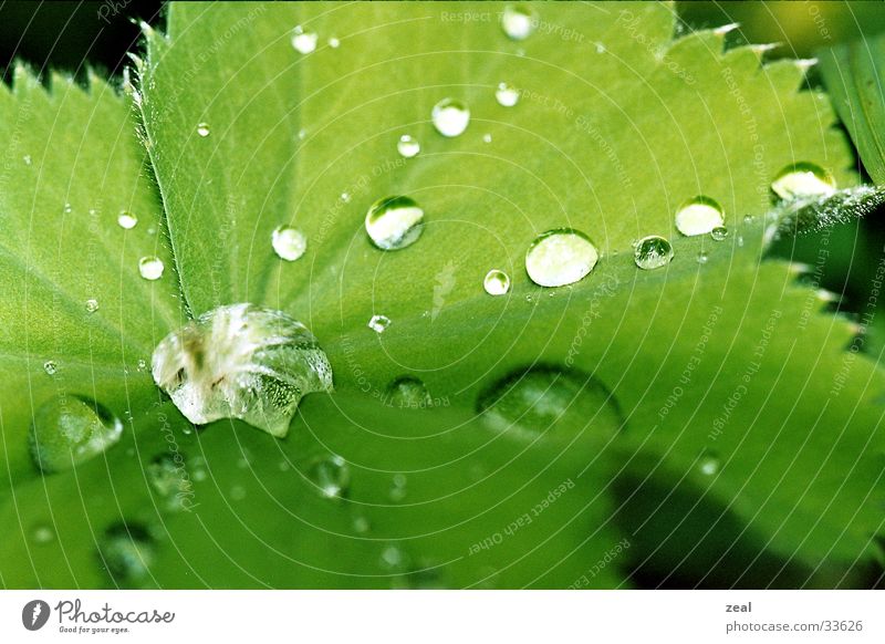 dro&#112;s Leaf Green Drops of water Macro (Extreme close-up) Water