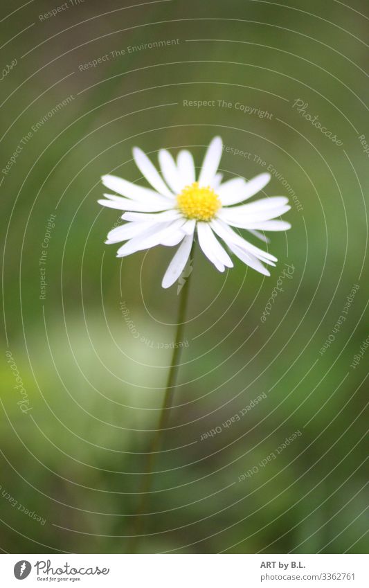 Little Flower Nature Plant Wild plant Daisy Blossoming Faded Yellow Green White Colour photo Exterior shot Copy Space left Copy Space right Copy Space top