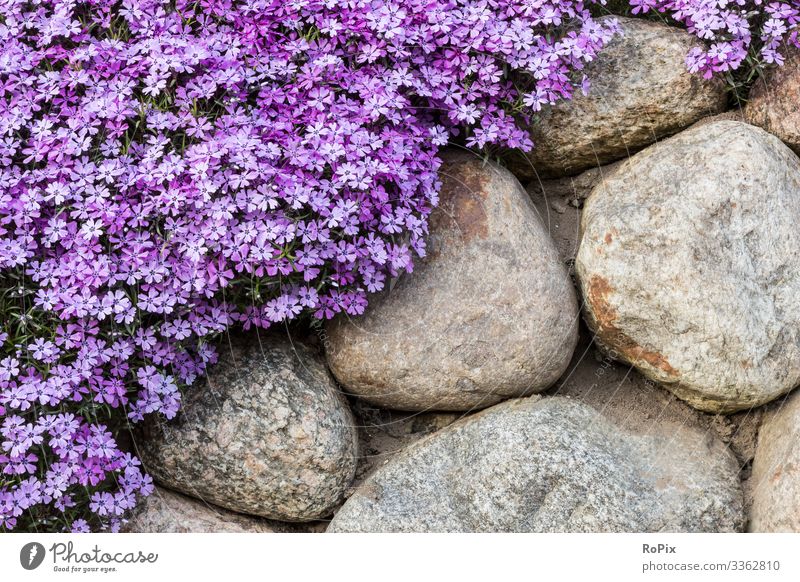Spring flowers on a garden wall. Lifestyle Style Design Wellness Relaxation Leisure and hobbies Home improvement Garden Gardening Environment Nature Landscape