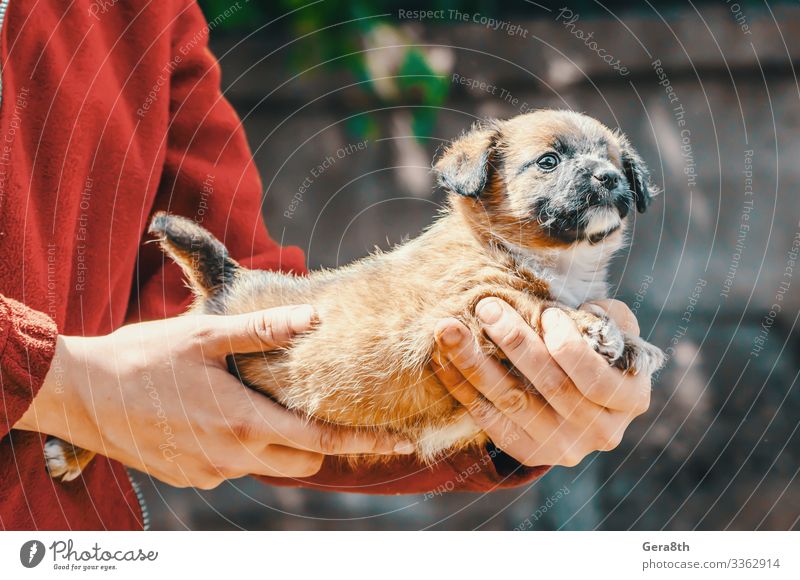 shelter purebred one-eyed puppy in the arms of woman Woman Adults Arm Hand Animal Pet Dog Compassion adopt adopt a dog adopt a puppy adopted adoption