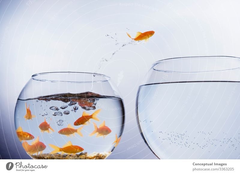 Goldfish jumping from crowded bowl Freedom Moving (to change residence) Animal Pet Jump Uniqueness Beginning Idea Animal themes Arrival Change Crowded