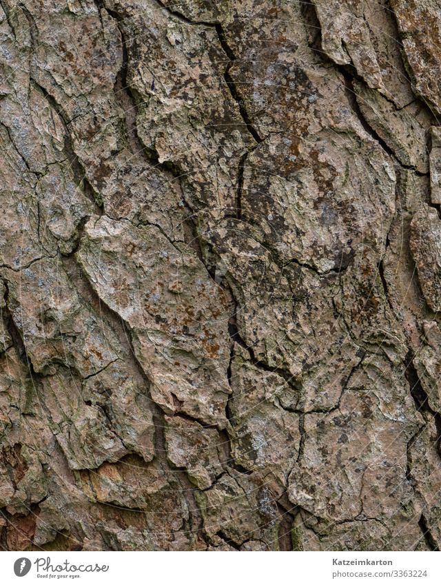 bark Environment Nature Animal Autumn Plant Tree Garden Park Meadow Forest Wood Old Natural Dry Crack & Rip & Tear Tree bark Skin Background picture