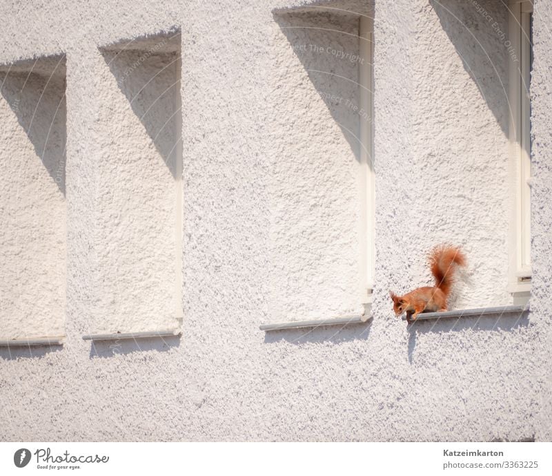 Squirrel in the window Germany Europe Town House (Residential Structure) Wall (barrier) Wall (building) Facade Animal Wild animal Animal face Pelt Claw 1