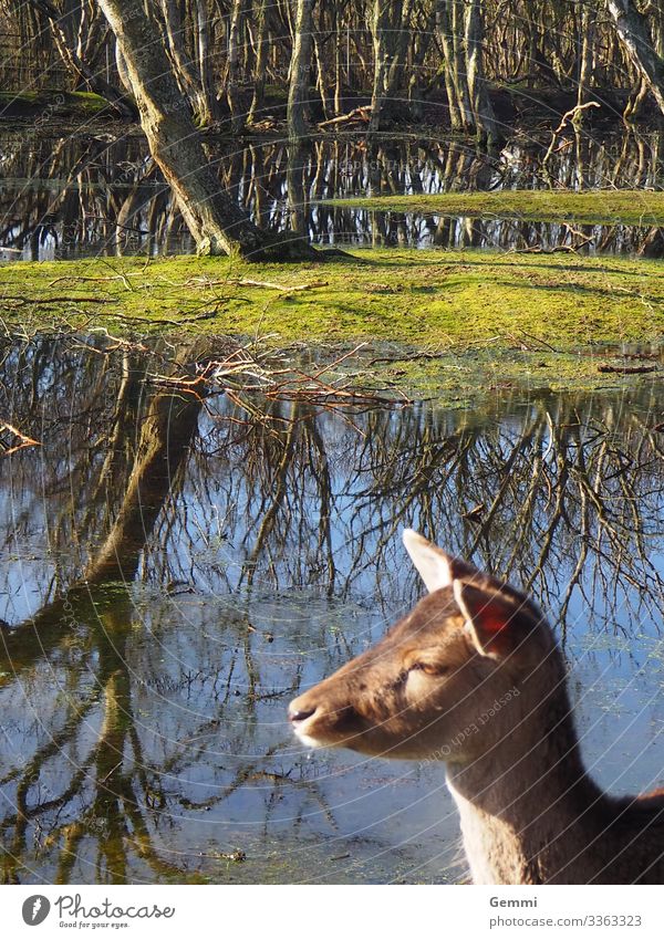 sun worshippers Freedom Sun Nature Landscape Water Winter Forest Lake Animal Wild animal Roe deer Fawn 1 Baby animal Relaxation To enjoy Esthetic Friendliness