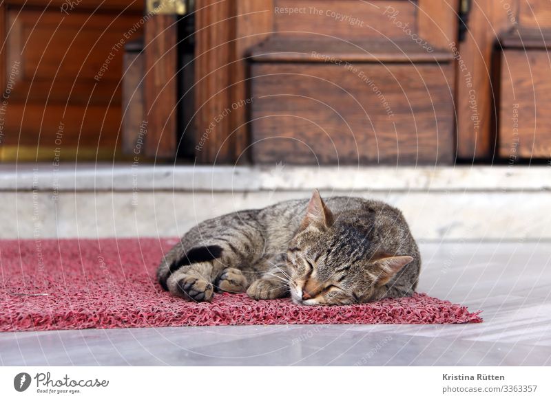 sleepy kitty Door Doormat Animal Cat 1 Sleep Calm Street cat Prowl Free-living Exterior shot Istanbul Turkey Mosque Doorstep Entrance Relaxation Colour photo