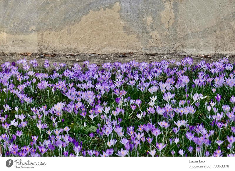 Many crocuses or spring overnight Plant Earth Spring Blossom Crocus Meadow Wall (barrier) Wall (building) Concrete Beautiful Yellow Gray Green Violet Happy