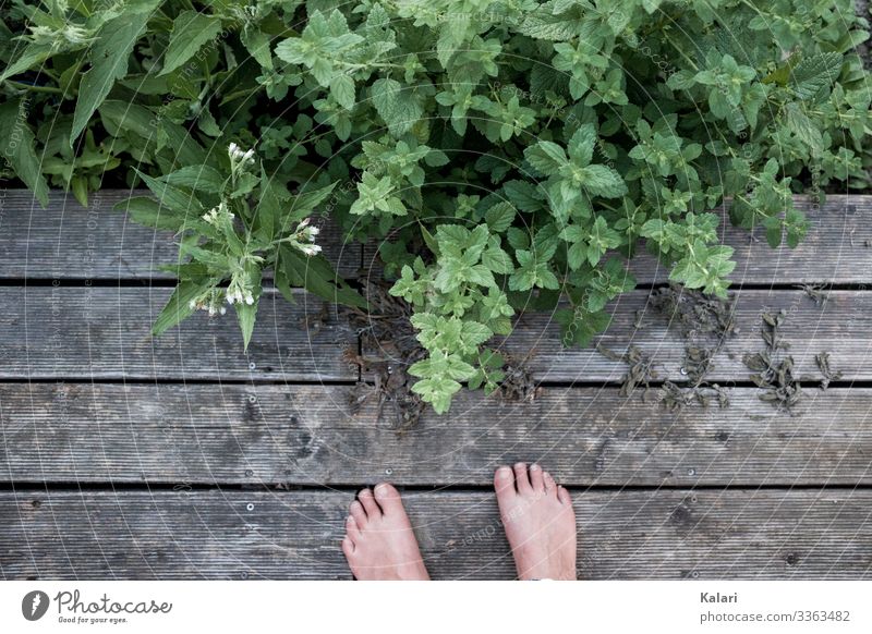 Two feet on wooden terrace with herbs and plants Feet Barefoot Summer Herbs and spices out Terrace Wood Exterior shot Toes Human being Grass Floor covering Balm