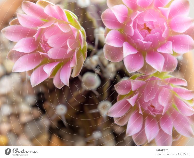 Pink delicate petal flower of Gymnocalycium Cactus flower Garden Decoration Nature Flower Blossom Fresh Natural Colour pink flowers Succulent plants cacti thorn