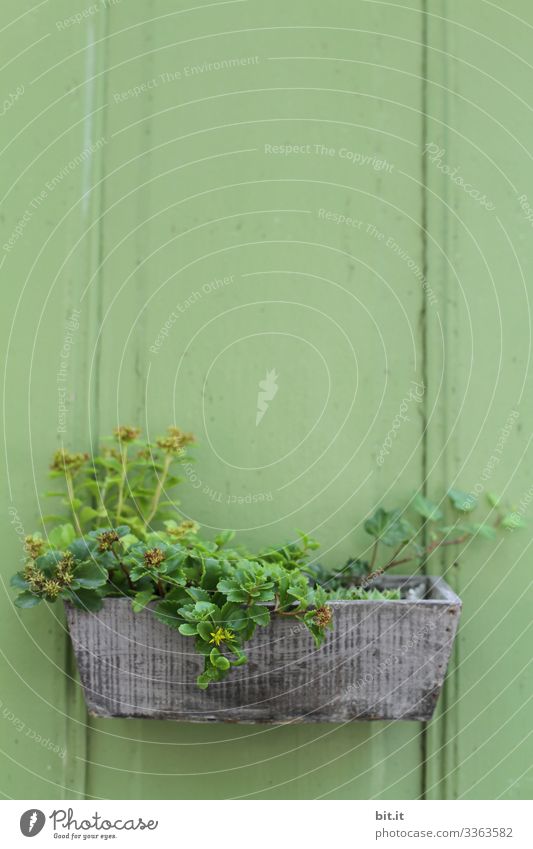 Green plants, ivy and stonecrop, grow in a beautiful wooden flower box, which hangs as decoration and ornament on a green wooden wall, a hut in the garden.