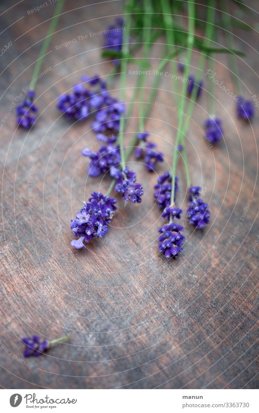Lavender flowers on wooden table Plant Violet Medicinal plant Fragrance Summer bleed Nature Blossoming salubriously Colour photo