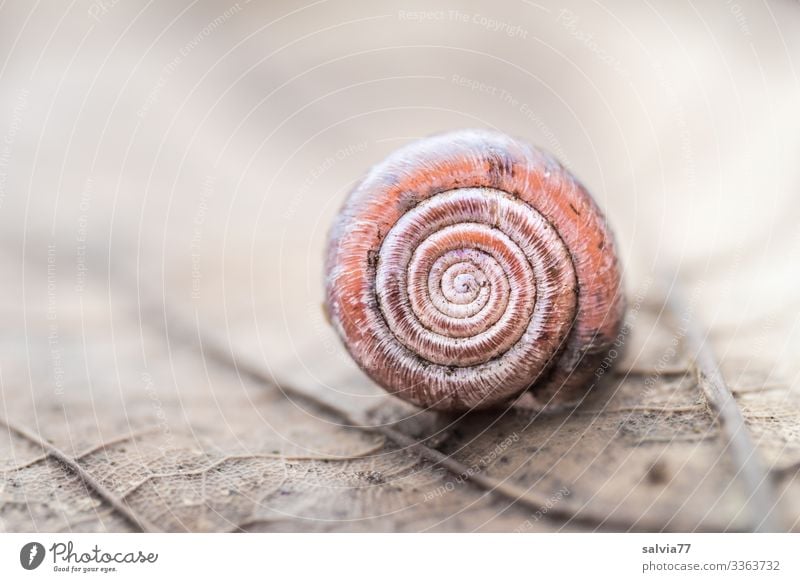 snail shell Snail shell Crumpet leaf structure Rachis Spiral Round primal form Symmetry Nature Structures and shapes Macro (Extreme close-up) Protection Design