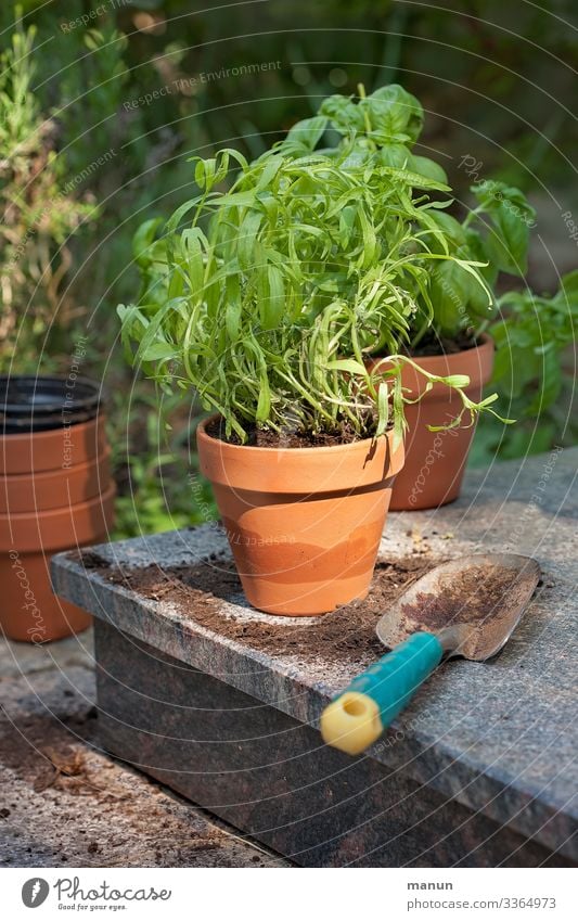 Fresh healthy green in the clay pot, which is later used in the kitchen in a biologically healthy diet Gardening planting time Plant Herb garden Herbs Nutrition