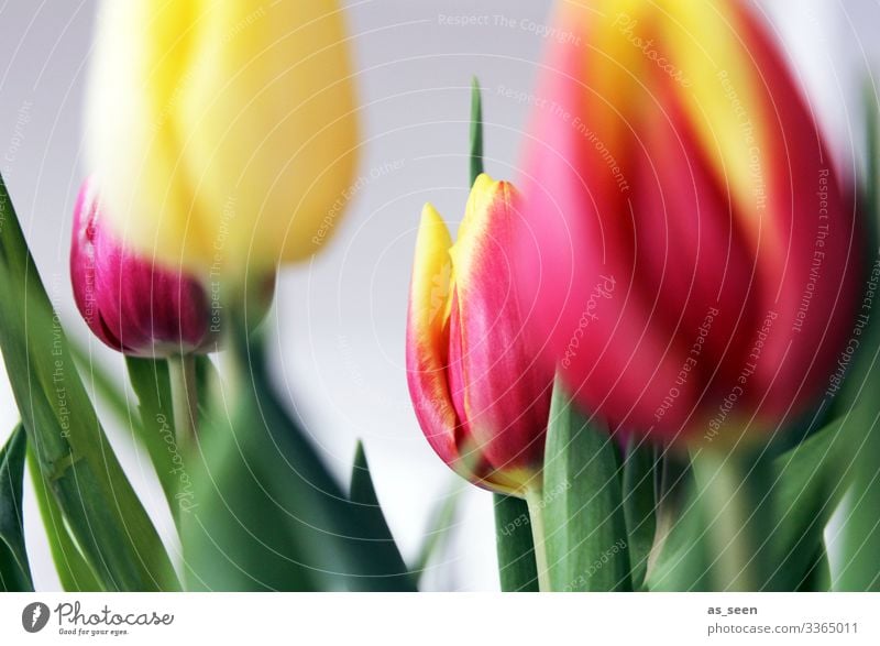 Colourful tulips Lifestyle Harmonious Mother's Day Easter Environment Nature Spring Plant Flower Tulip Leaf Blossom Bouquet Blossoming Illuminate Happiness