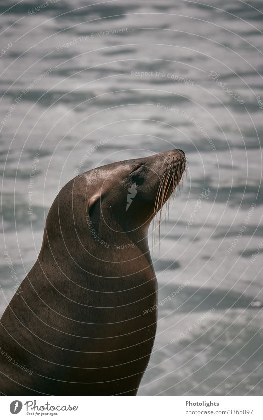 Seal - Sun worshipper Nature Animal Water Summer Waves Ocean Pacific Ocean Wild animal Animal face Harbour seal 1 Swimming & Bathing To enjoy Sleep Dream