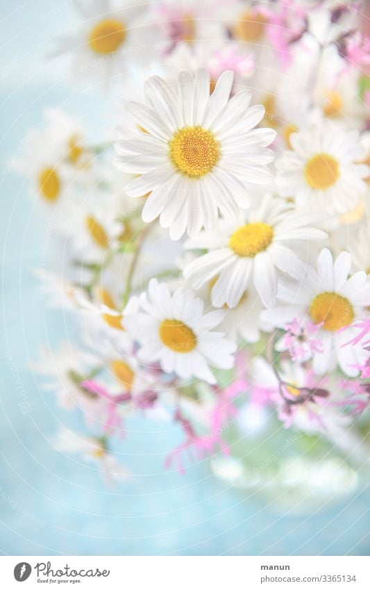Marguerite Bouquet marguerites daisy Spring flower Summerflower bleed Pink Blossoming Close-up Fresh White Bright Blossom leave already