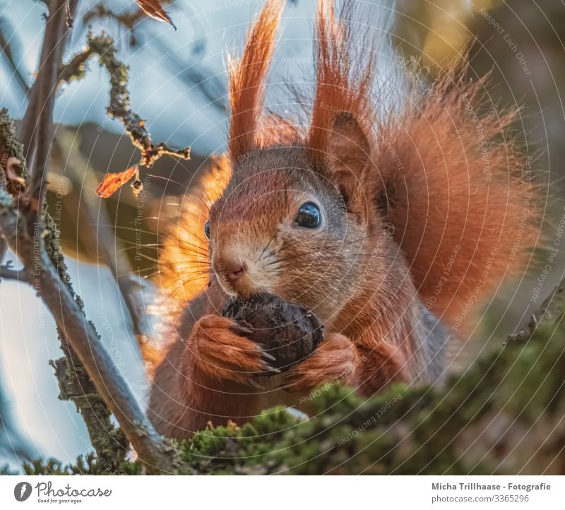 Squirrel with a nut in his paw Nature Animal Sky Sun Sunlight Beautiful weather Tree Twigs and branches Wild animal Animal face Pelt Claw Paw Head Ear Eyes Nose