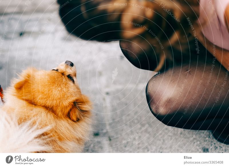 A woman sitting in front of a cute little dog Dog Human being out Cute Small welcome Pelt sniff at sb./sth. Curiosity Animal Pet Animal face Animal portrait