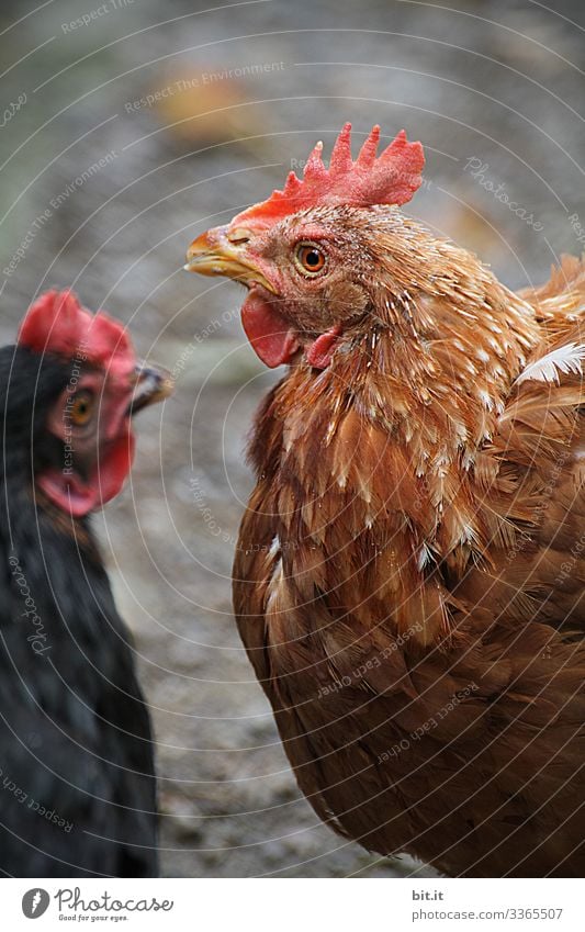 Two happy chickens with brown and black plumage with shallow depth of field, in free-range husbandry, face each other and look around the barn. Food Nutrition
