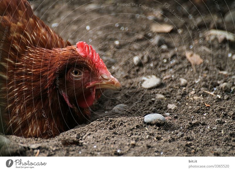 Tired, brown chicken in floor position, lying on the ground in the earth and looking into nature, with half closed eyes and a sad look. Food Nutrition