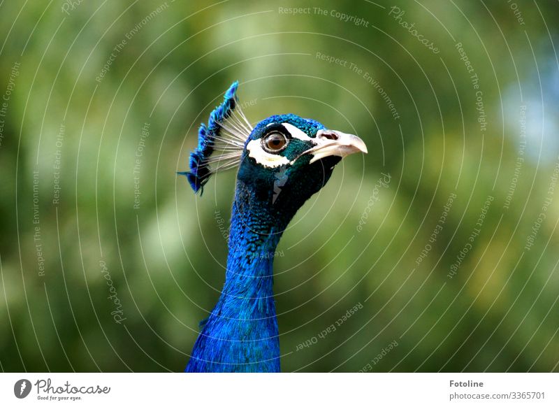 Peacock I Environment Nature Animal Wild animal Bird Animal face 1 Free Bright Near Natural Blue Green White Feather Beak Eyes Colour photo Multicoloured