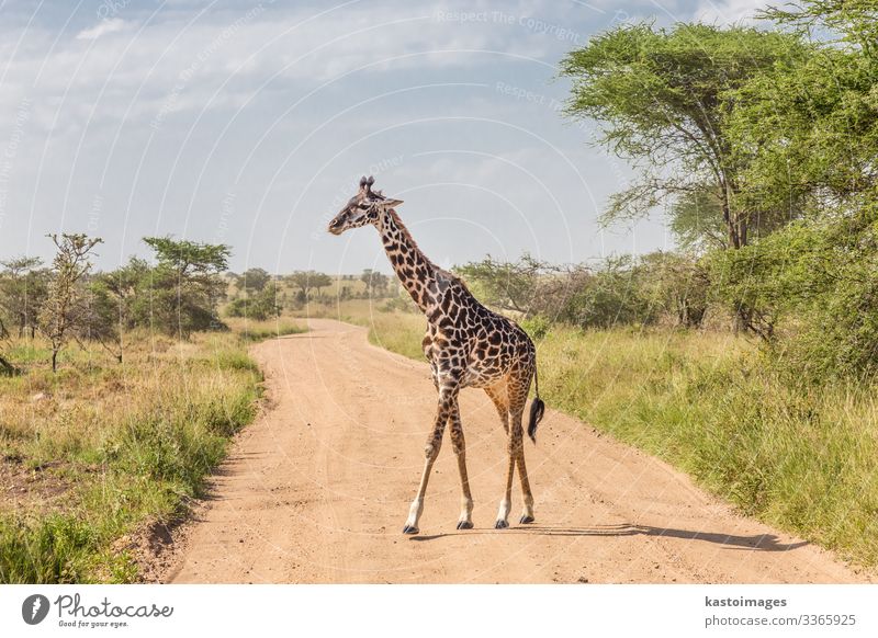 Solitary giraffe in Amboseli national park, Kenya. Beautiful Vacation & Travel Tourism Safari Culture Nature Landscape Animal Grass Park Stand Bright Long Wild