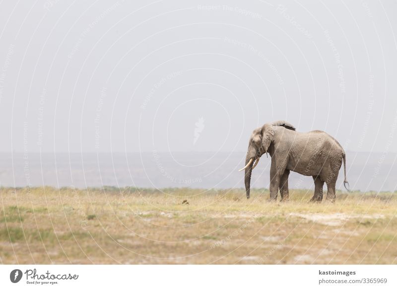 Herd of wild elephants in Amboseli National Park, Kenya. Safari Summer Mother Adults Group Environment Nature Landscape Animal Large Tall Wild Power Protection
