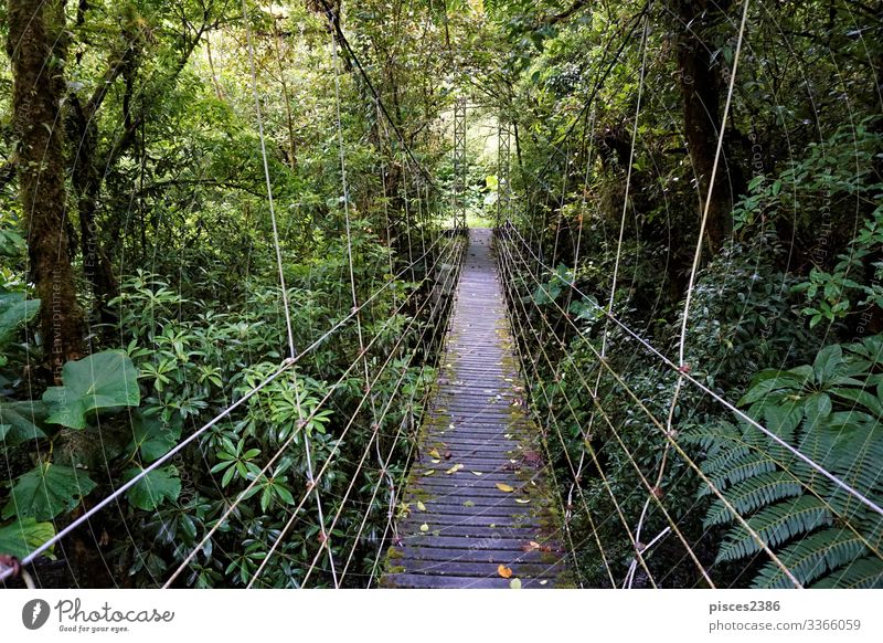 Bridge through Juan Castro Blanco National Park Vacation & Travel Far-off places Nature Adventure Tourist tree tropical vacations scenic Margin of a field