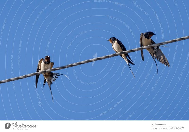 Three barn swallows sit on wires, sky background animal avian beautiful bird birdhouse birding black blue fauna fly group light nature russia summer wild wing