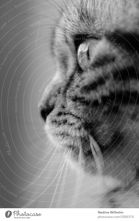 British shorthair cat Animal Pet Cat Animal face Pelt 1 Looking Beautiful Near Gray Black White Elegant Senses Black & white photo Interior shot Close-up Day