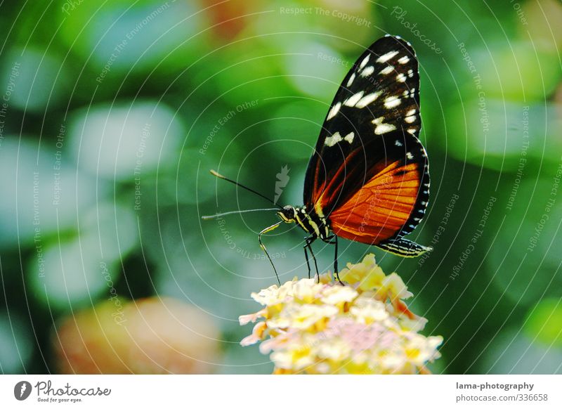 snack time Summer Flower Blossom Butterfly Tiger Passion Fritillary Heliconius ismenius 1 Animal Eating Flying Nectar Foraging Delicate Colour photo