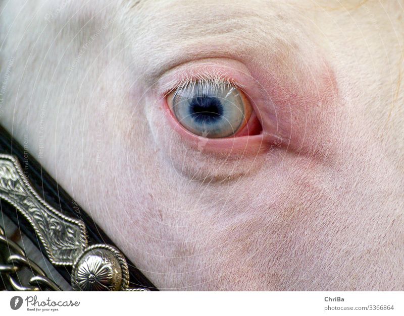 Blue horse eye Ride Equestrian sports Animal Pet Horse Animal face 1 Looking Exceptional Exotic Beautiful Curiosity Pink Silver White Love of animals Humble