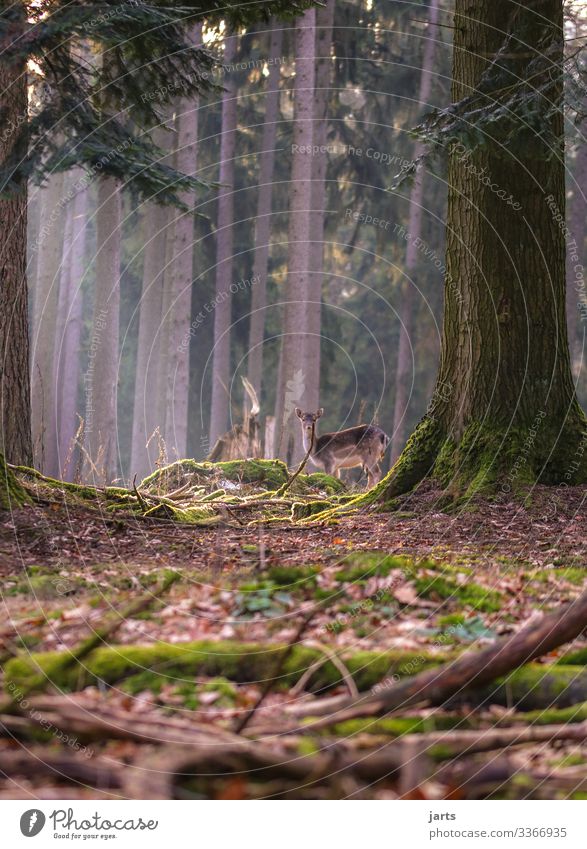 wild Nature Landscape Tree Forest Wild animal 1 Animal Observe Stand Natural Serene Calm Roe deer Watchfulness Colour photo Exterior shot Copy Space left