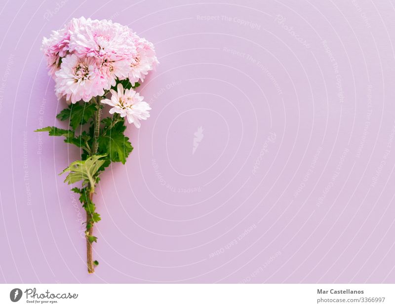 Bouquet of flowers on a pink background. Copy space. - a Royalty Free Stock  Photo from Photocase