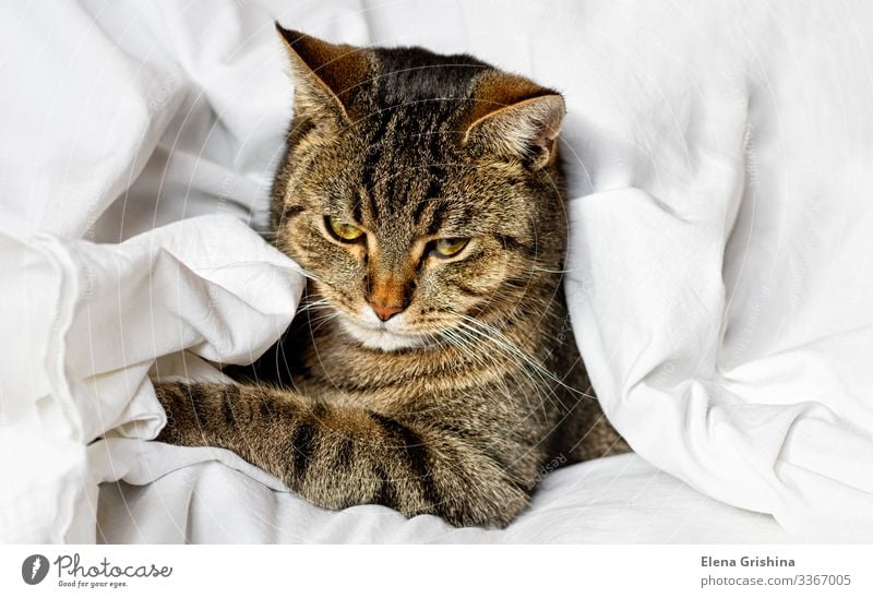 Tabby cat is sleeping on a white bed sheet. Selective focus. Lifestyle Beautiful Calm Winter House (Residential Structure) Animal Cloth Pet Cat Sleep Dream