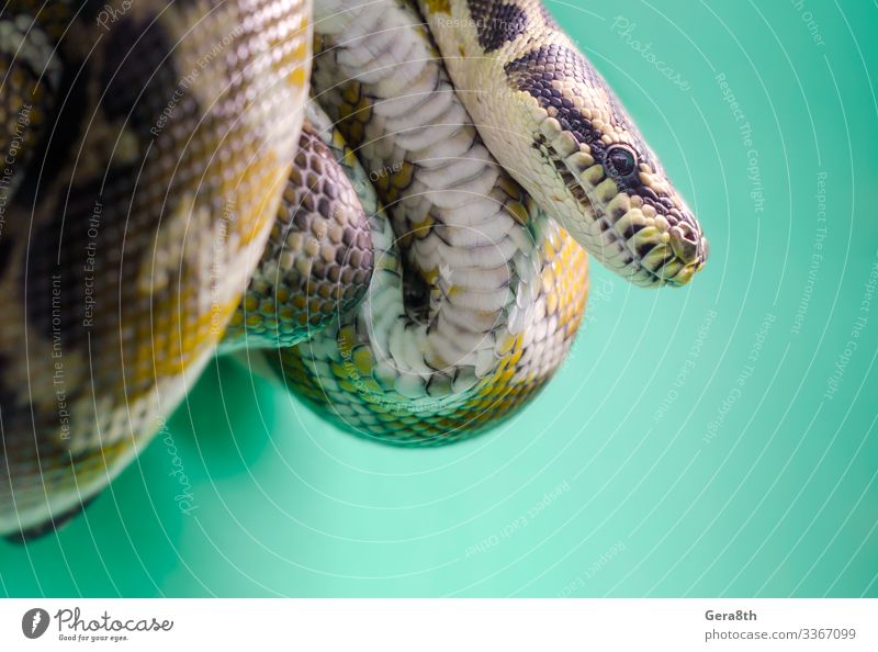 Head And Eye Of A Snake Hanging On A Branch Close Up A Royalty