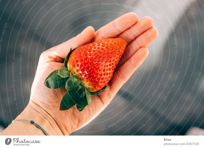 A man holding a large picked large strawberry in his hand in the sunlight by hand Delicious Retentive Strawberry Red Healthy Eating fruit Strawberry Time Gaudy