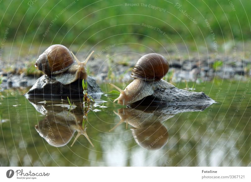 Snail Romance Environment Nature Landscape Plant Animal Elements Earth Sand Water Summer Beautiful weather Grass Garden Meadow Wild animal 2 Bright Near Wet