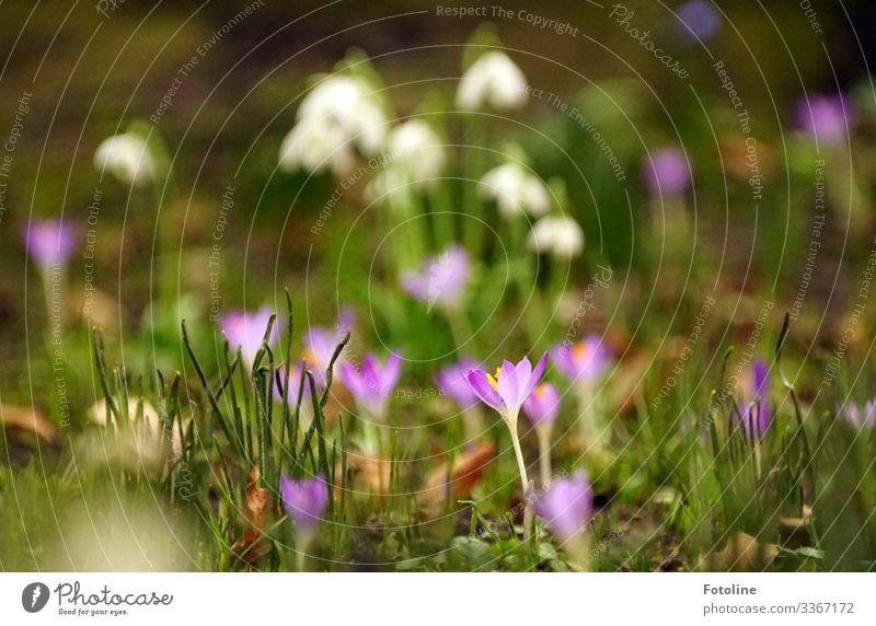 spring meadow Environment Nature Landscape Plant Elements Earth Spring Beautiful weather Flower Blossom Garden Park Meadow Bright Near Natural Green Violet