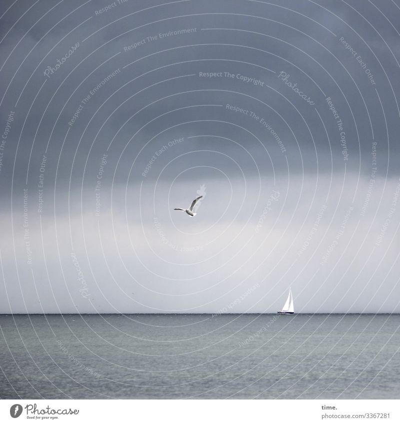 silent is the sea Vacation & Travel Nature Water Sky Clouds Storm clouds Horizon Baltic Sea Ocean Navigation Sailboat Animal birds Seagull 1 conceit Maritime