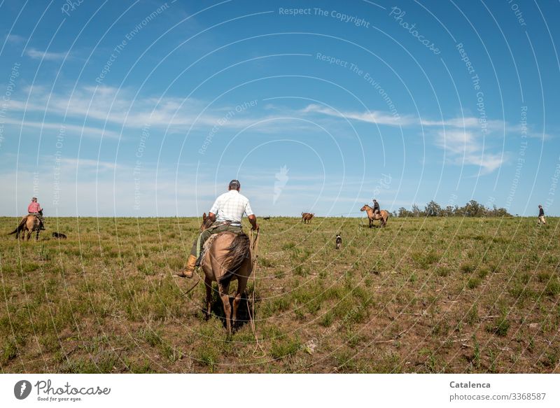 Four gauchos and three dogs against a cow at the lasso Rider Gauchos horses Lasso Cattle Meadow Willow tree Grass Sky Summer Horizon Landscape Nature