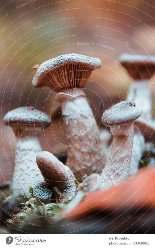 Mushrooms in the Thuringian Forest Vacation & Travel Tourism Trip Mountain Hiking Environment Nature Landscape Plant Animal Earth Autumn Bad weather Esthetic