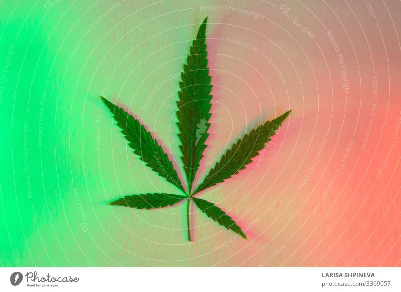 Leaf cannabis, marijuana on shiny neon green red Herbs and spices Design Medication Nature Plant Grass Bright Modern Natural Green Red Advertising Cannabis hemp