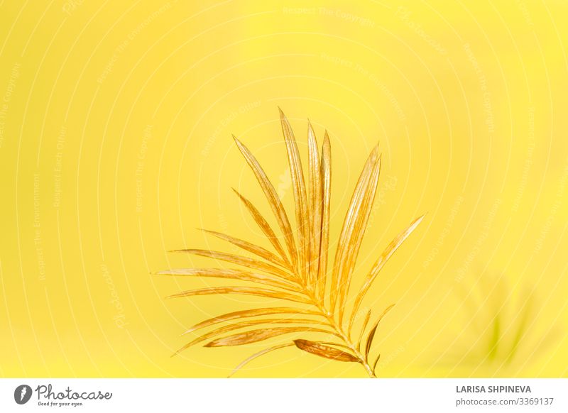 Golden Palm Leaf In Glass Vase Bottle On Light Background A Royalty Free Stock Photo From Photocase