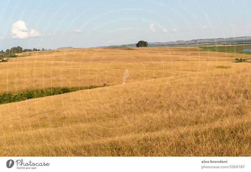 Agropastoral countryside in southern Brazil bordering Uruguay1 agriculture animal beef blue bovine brazil brazilian breed mix breeding brown calf care cattle