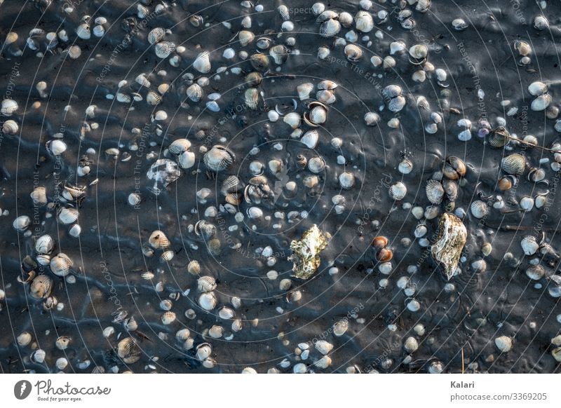 Mussels in the mud in the Wadden Sea from above at low tide seashells Slick Low tide Mud flats North Sea watt Bird's-eye view Walk along the tideland Tideway