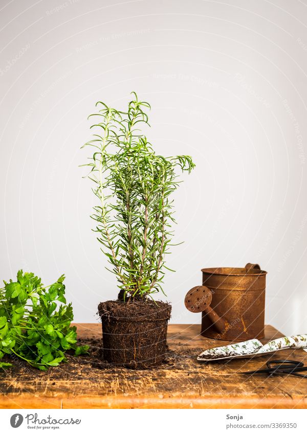 Fresh rosemary plant on a wooden table Food Herbs and spices Rosemary Parsley Nutrition Organic produce Agricultural crop Watering can Rust Fragrance Healthy