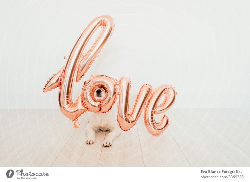 portrait of cute small jack russell dog at home with a LOVE balloon on snout. Valentines concept love valentines february 14 indoors beautiful white brown
